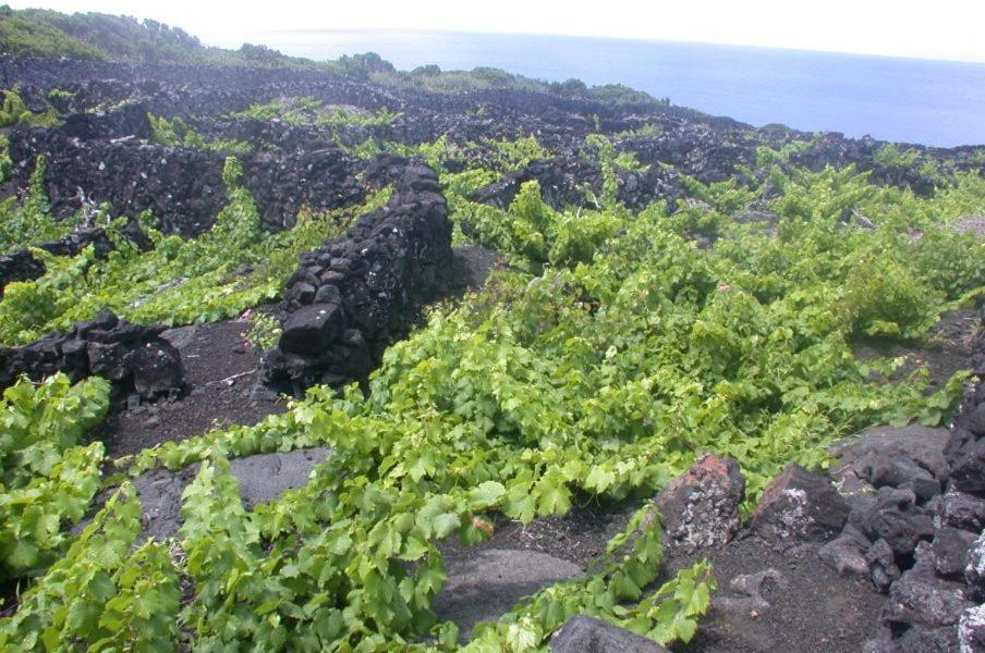 فيلا Lajidoفي Baco'S Vineyard المظهر الخارجي الصورة
